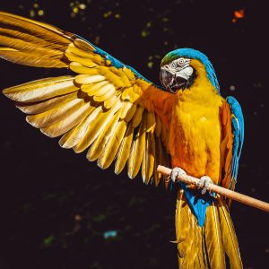 PixelEdge Photography