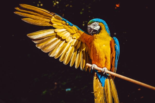 PixelEdge Photography